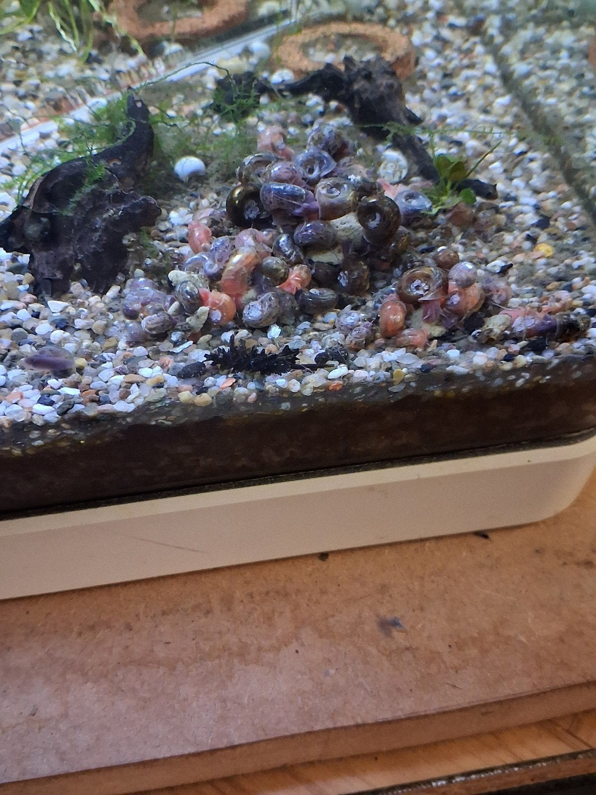 200 escargots planorbes pour 10 euros

Disponible à 1080 Bru