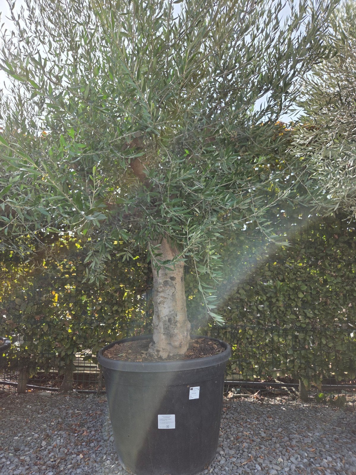Olijfboom Olea Europaea, Tuin en Terras, Ophalen, Olijfboom