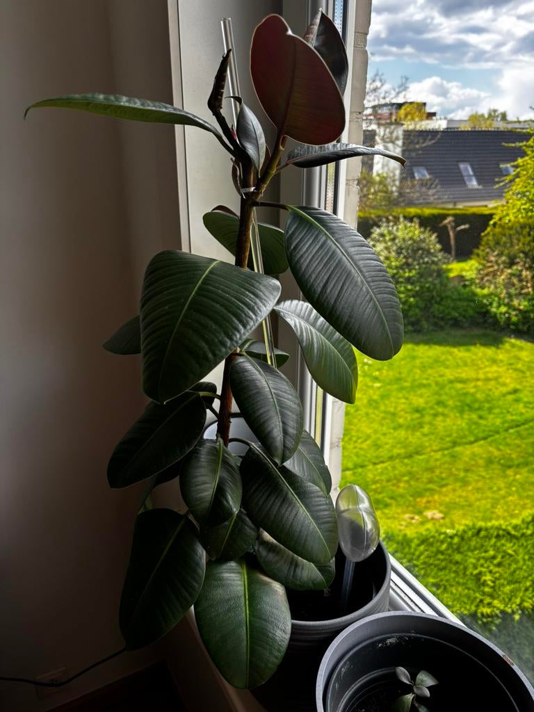 Kamerplant ficus elastica, Ficus, En pot, Plein soleil, Moins de 100 cm