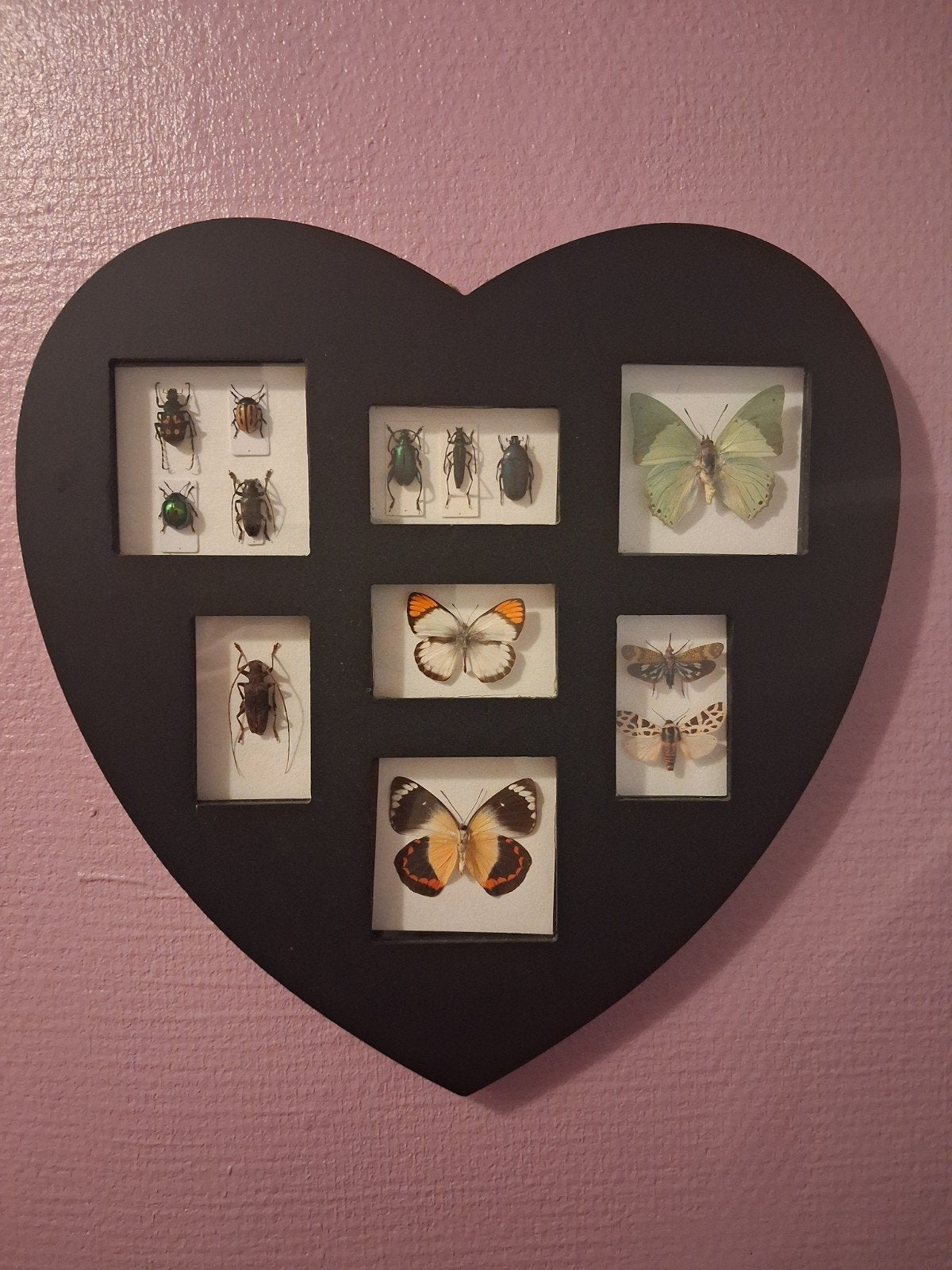 cadre fantaisie avec veritables insectes taxidermisès, Enlèvement ou Envoi