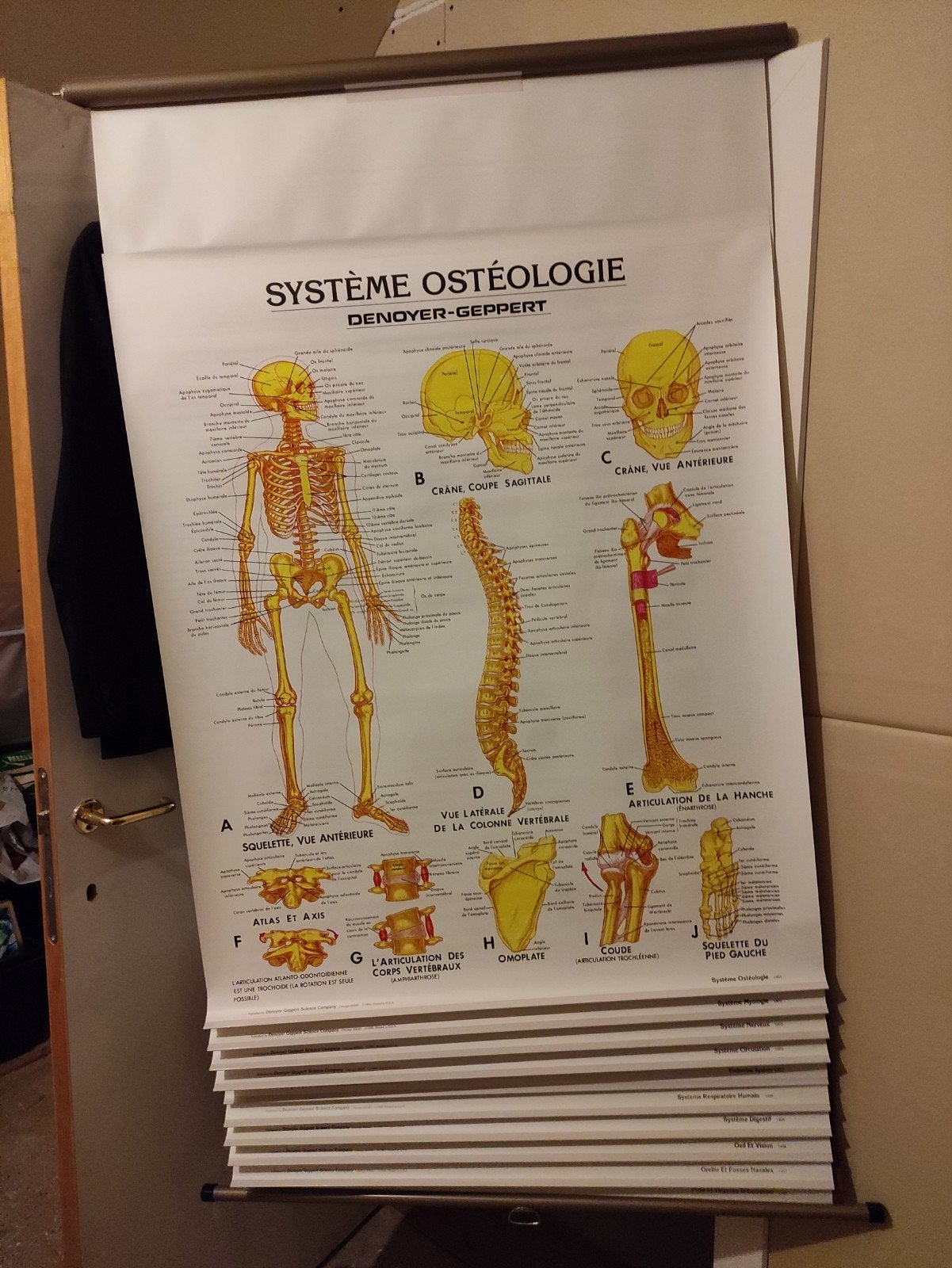 10 Anatomische reuze posters, Ophalen of Verzenden