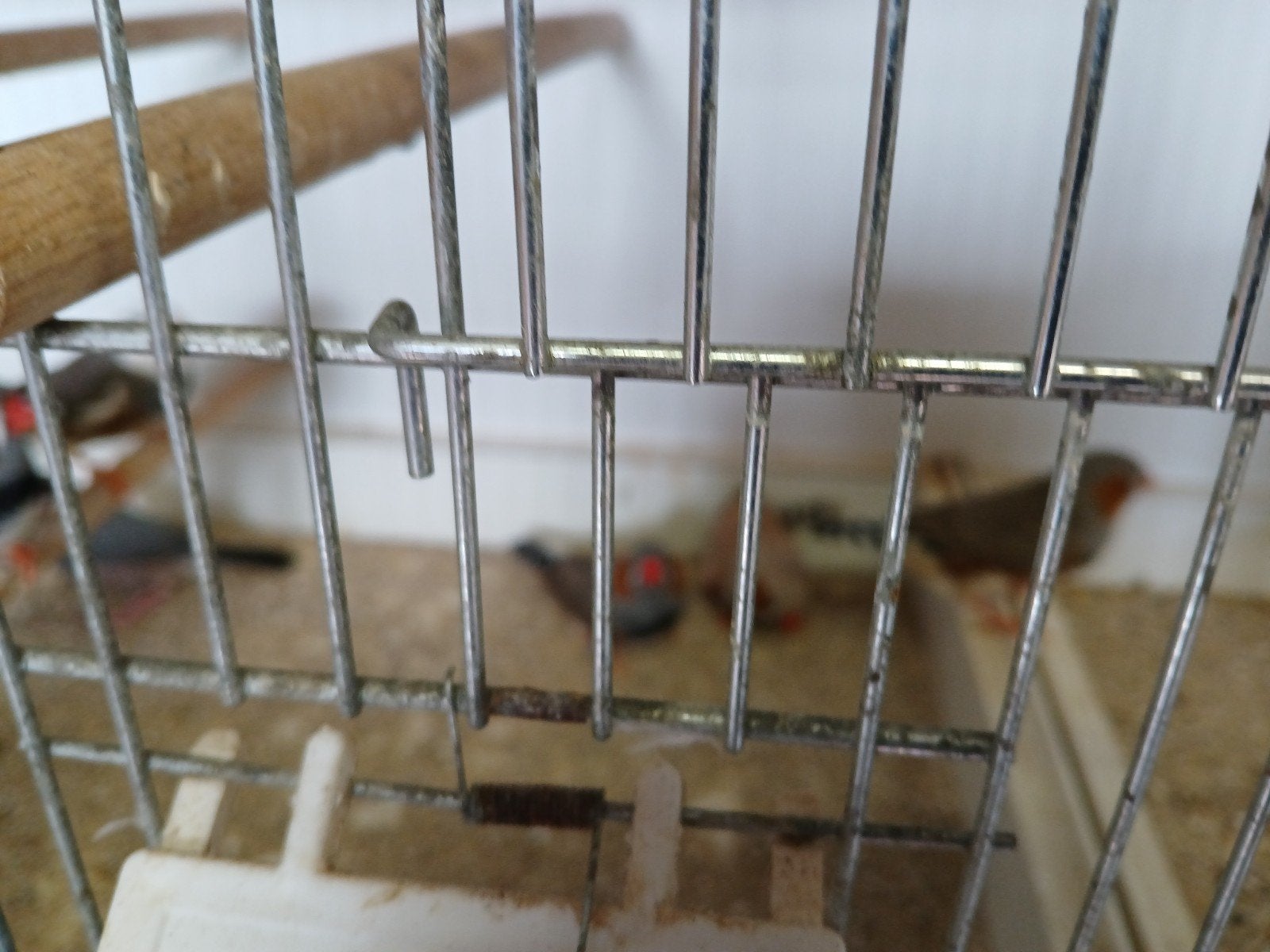 vogels en toebehoren, Dieren en Toebehoren, Ophalen