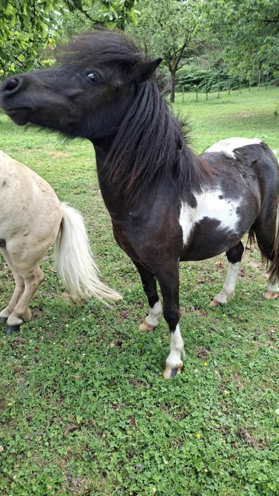 mini shetland merrietje, Dieren en Toebehoren, Pony's, Merrie, A pony (tot 1.17m), Met stamboom, 0 tot 2 jaar