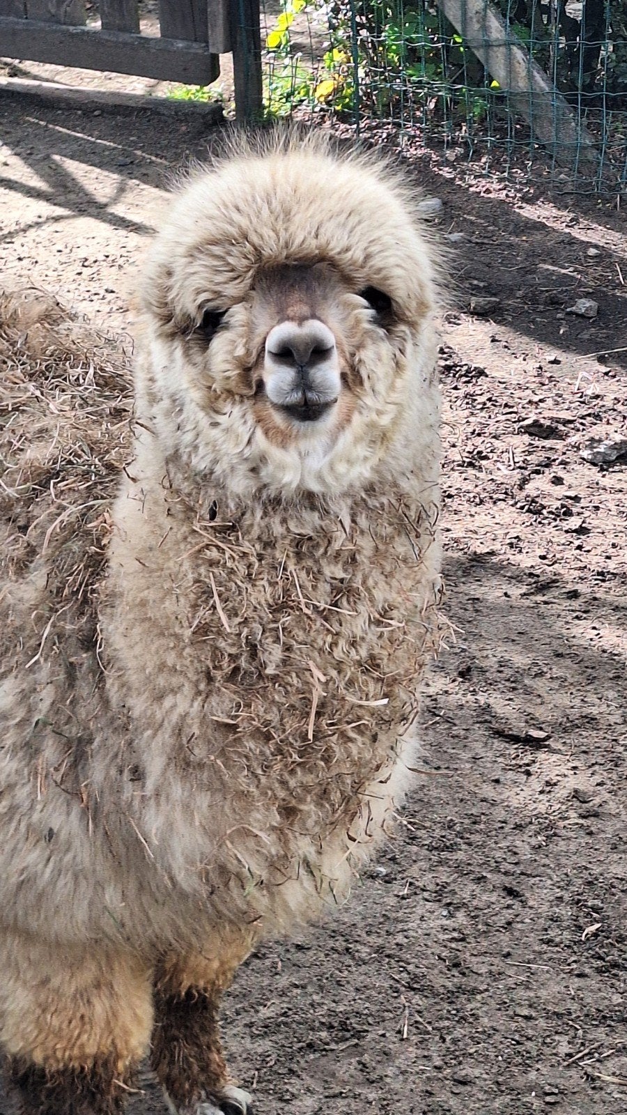 Alpaca hengst, Dieren en Toebehoren, Overige Dieren, Juni, Mannelijk