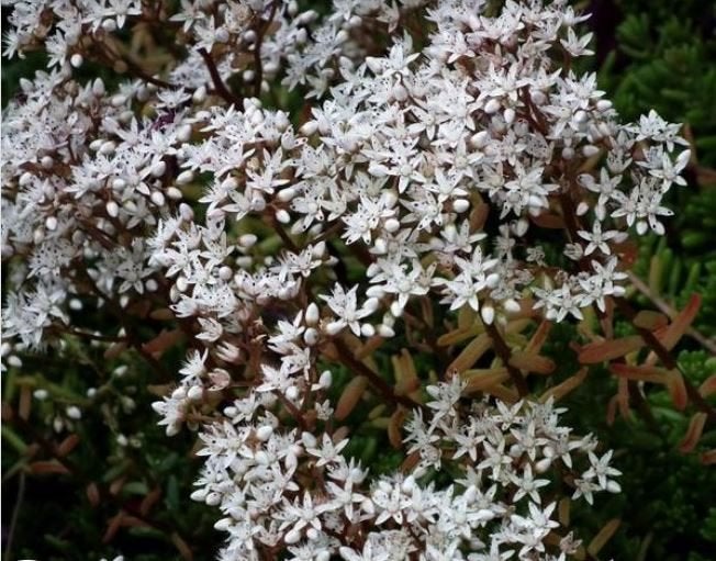Album 77 Sedum, bouchons Stonecrop blancs, 4 x 4 cm, Jardin & Terrasse, Plein soleil, Enlèvement, Plante fixe, Été