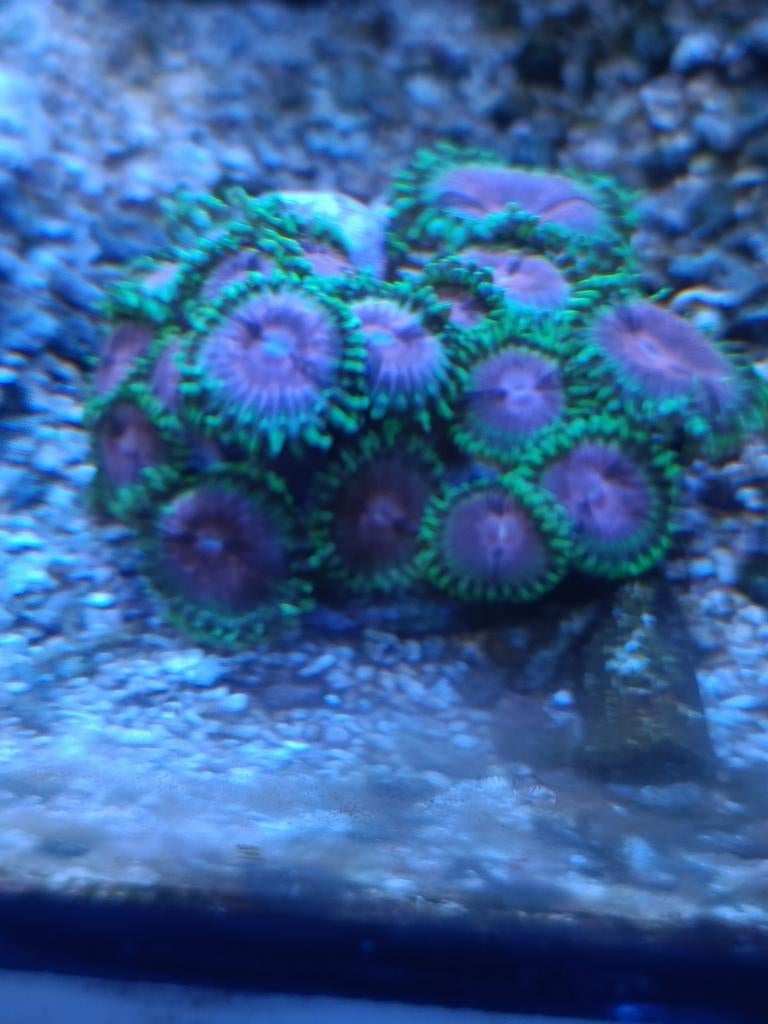 Zoa