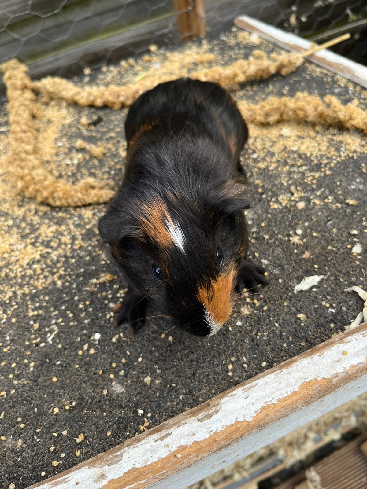 Jonge Beertjes cavias, Dieren en Toebehoren, Knaagdieren, Mei, Mannelijk, Cavia