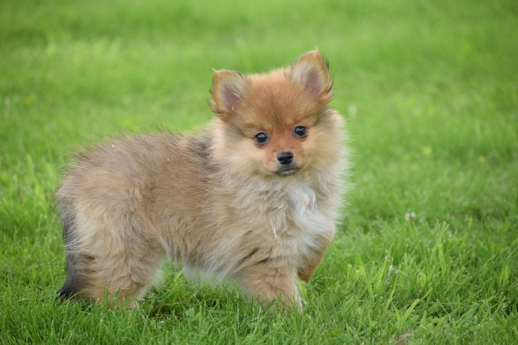 Keeshond , dwergkees , Spitz ,Pomeriaan pup, Dieren en Toebehoren, België, Keeshond, 8 tot 15 weken, Meerdere