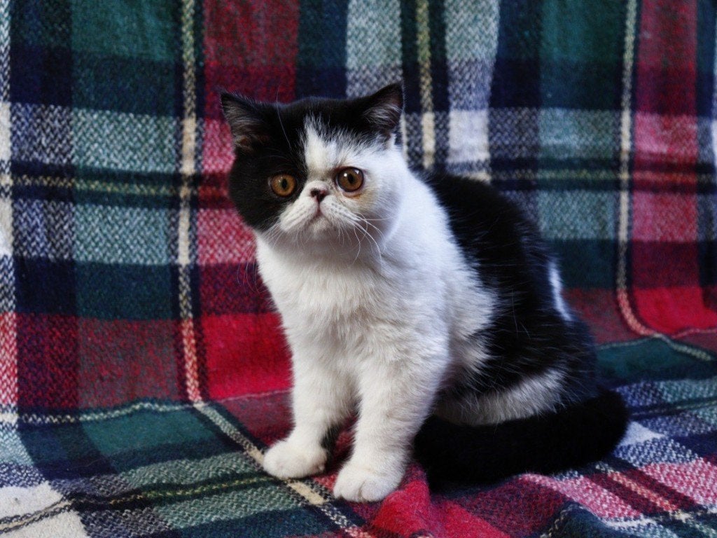 exotische korthaar te koop, Kater, Met stamboom, 3 tot 5 jaar