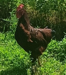 jonge haan, Dieren en Toebehoren, Pluimvee, Mannelijk, Kip