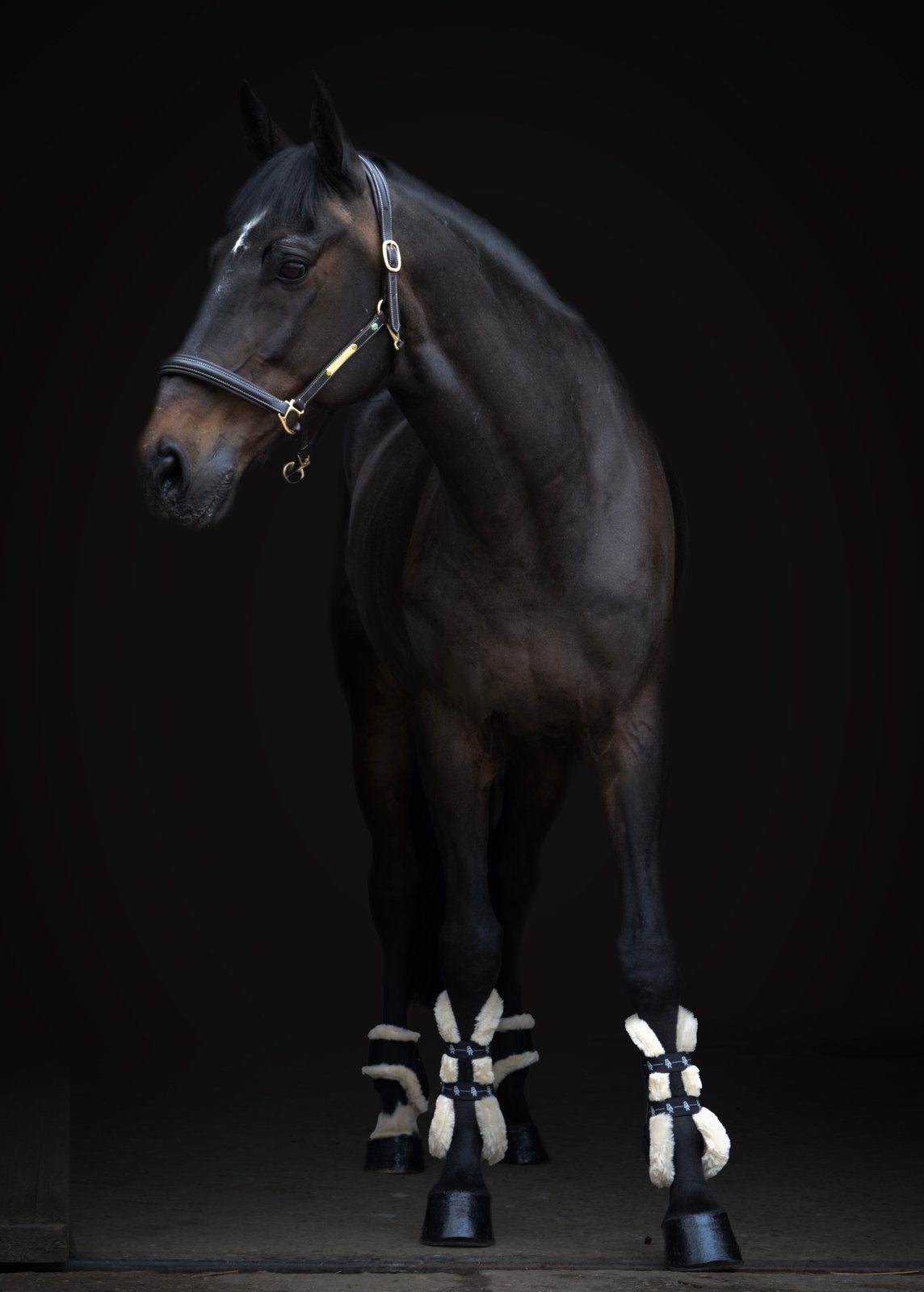 Recreatieve ruin, Animaux & Accessoires, Chevaux, Hongre, 11 ans ou plus