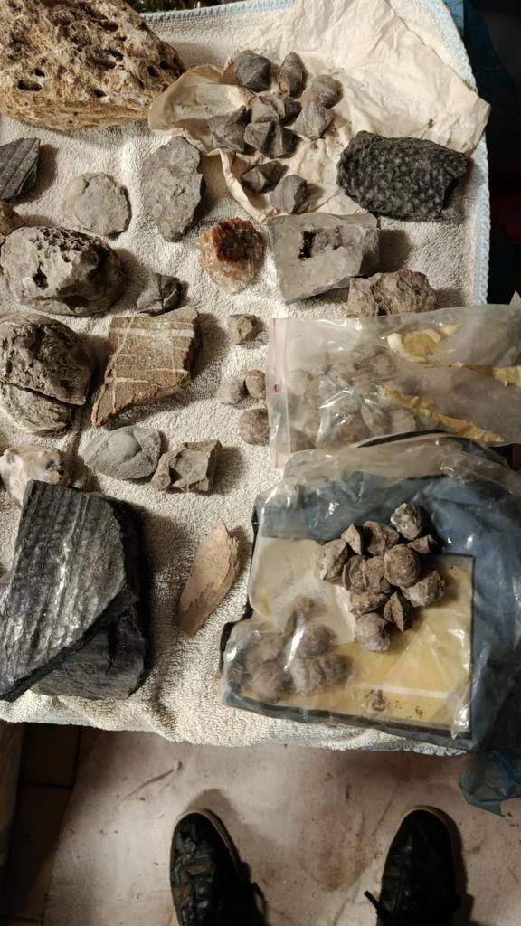 Fossiles, Collections, Enlèvement