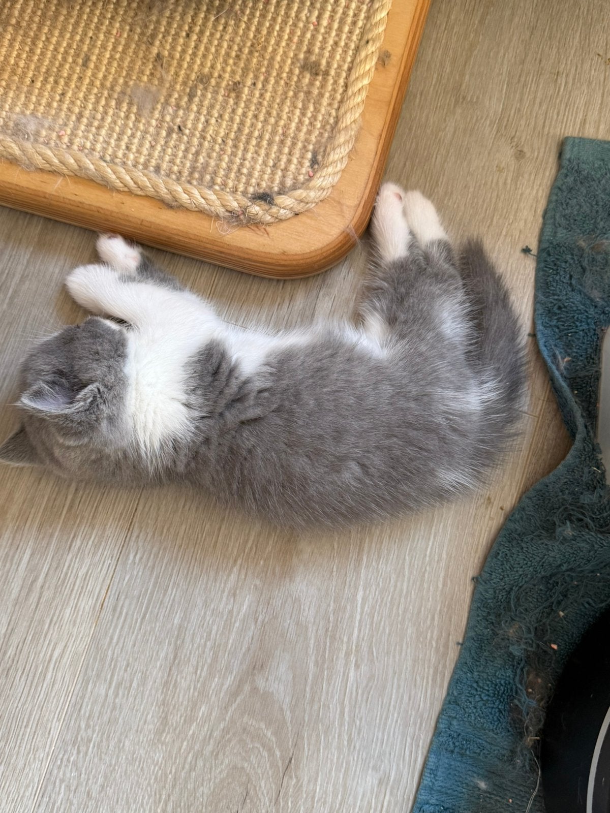 Brits Kort/Langhaar kittens HK aanwezig, Dieren en Toebehoren, Meerdere dieren, Kortharig, 0 tot 2 jaar