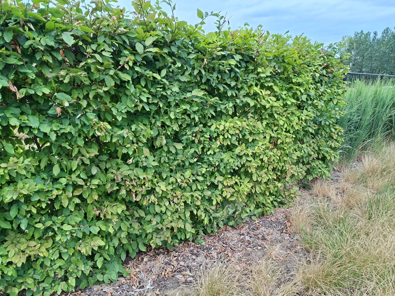 Carpinus betulus haag 10l/m, Enlèvement, Charme, Haie, 100 à 250 cm