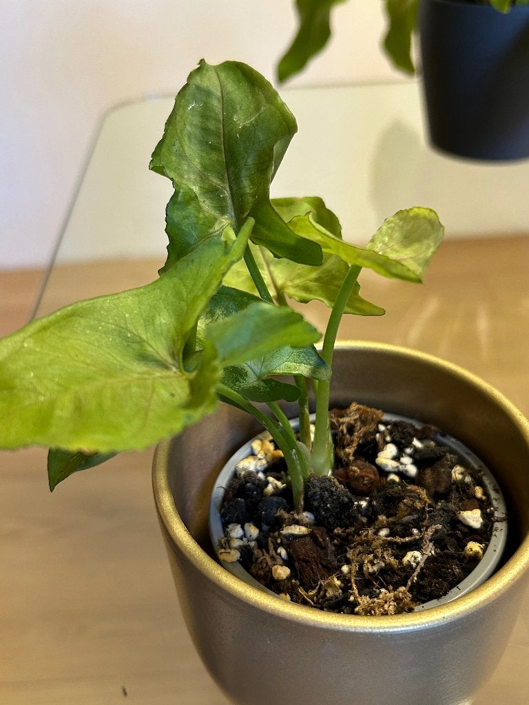 Syngonium, Huis en Inrichting, Ophalen of Verzenden