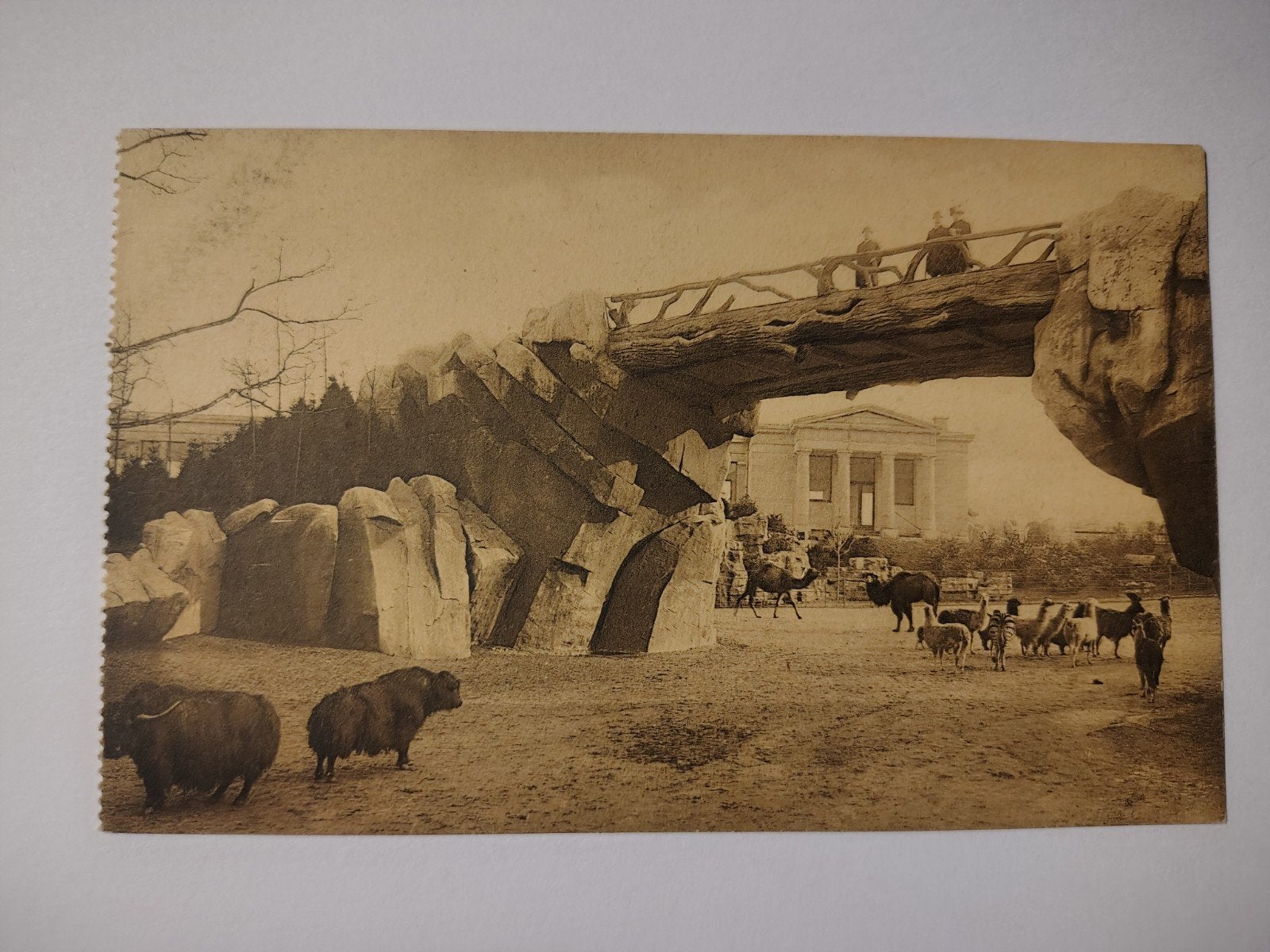 Zoo d'Anvers. Pont et grand parc à ruminants., Enlèvement ou Envoi, Anvers