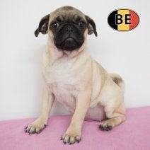 Mopshond teefjes te koop - klein bolletje geluk!, België, 15 weken tot 1 jaar, CDV (hondenziekte), Teef