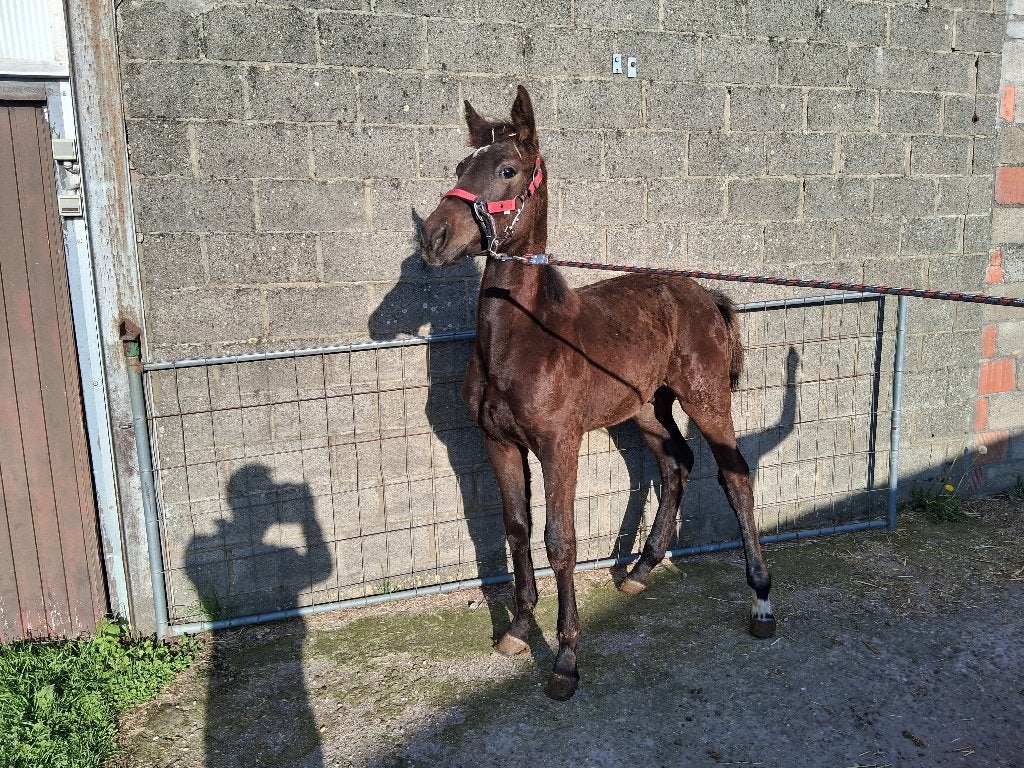 Django Z hengstenveulen., Dieren en Toebehoren, Springpaard, Minder dan 160 cm, Met stamboom, 0 tot 2 jaar
