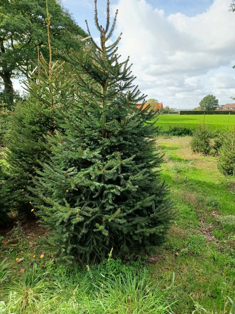 kerstbomen Picea Abies 250/300, Tuin en Terras, Ophalen, Overige soorten, 250 tot 400 cm