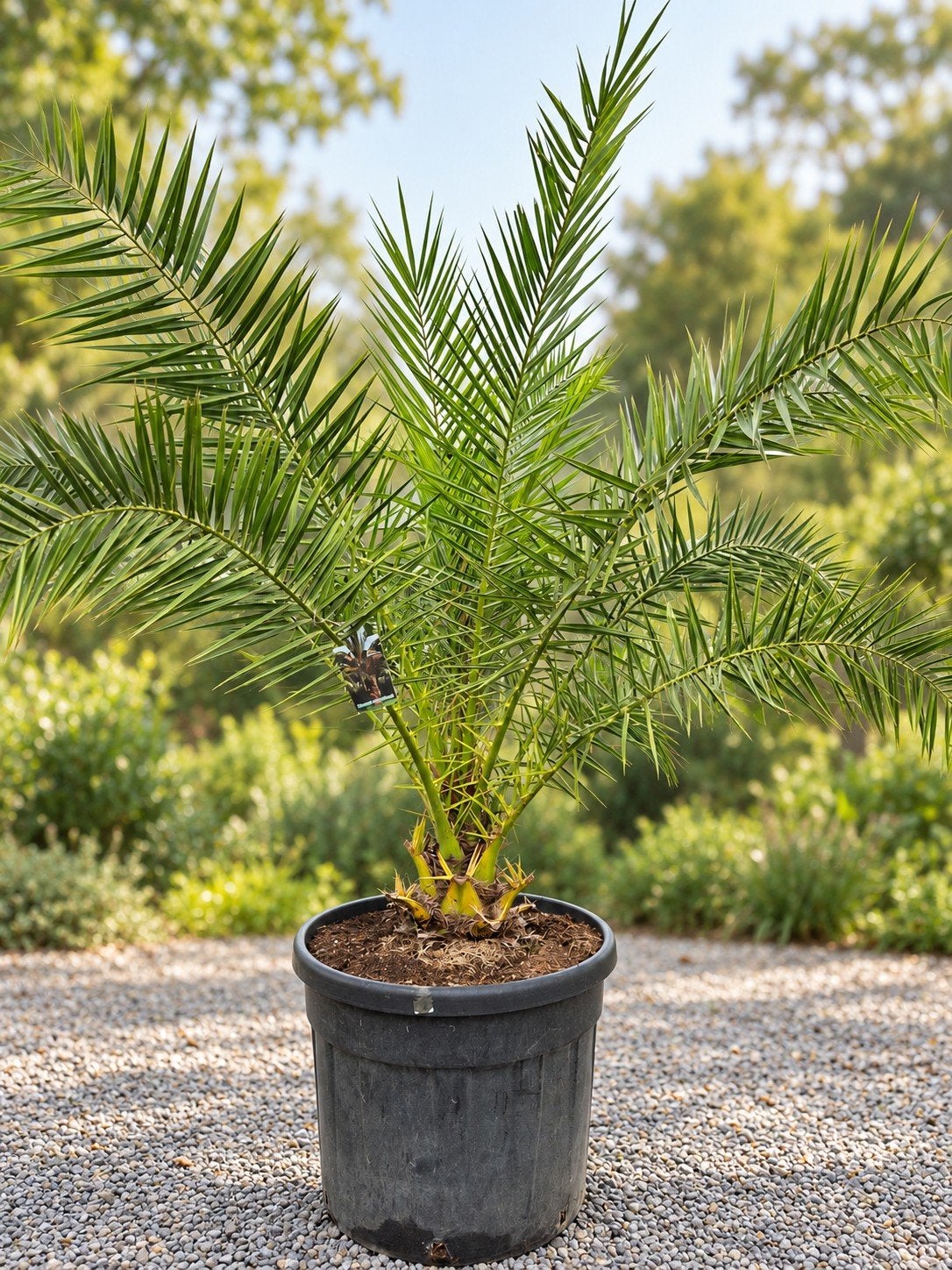 Phoenix Canariensis - dadelpalm, Jardin & Terrasse, Enlèvement