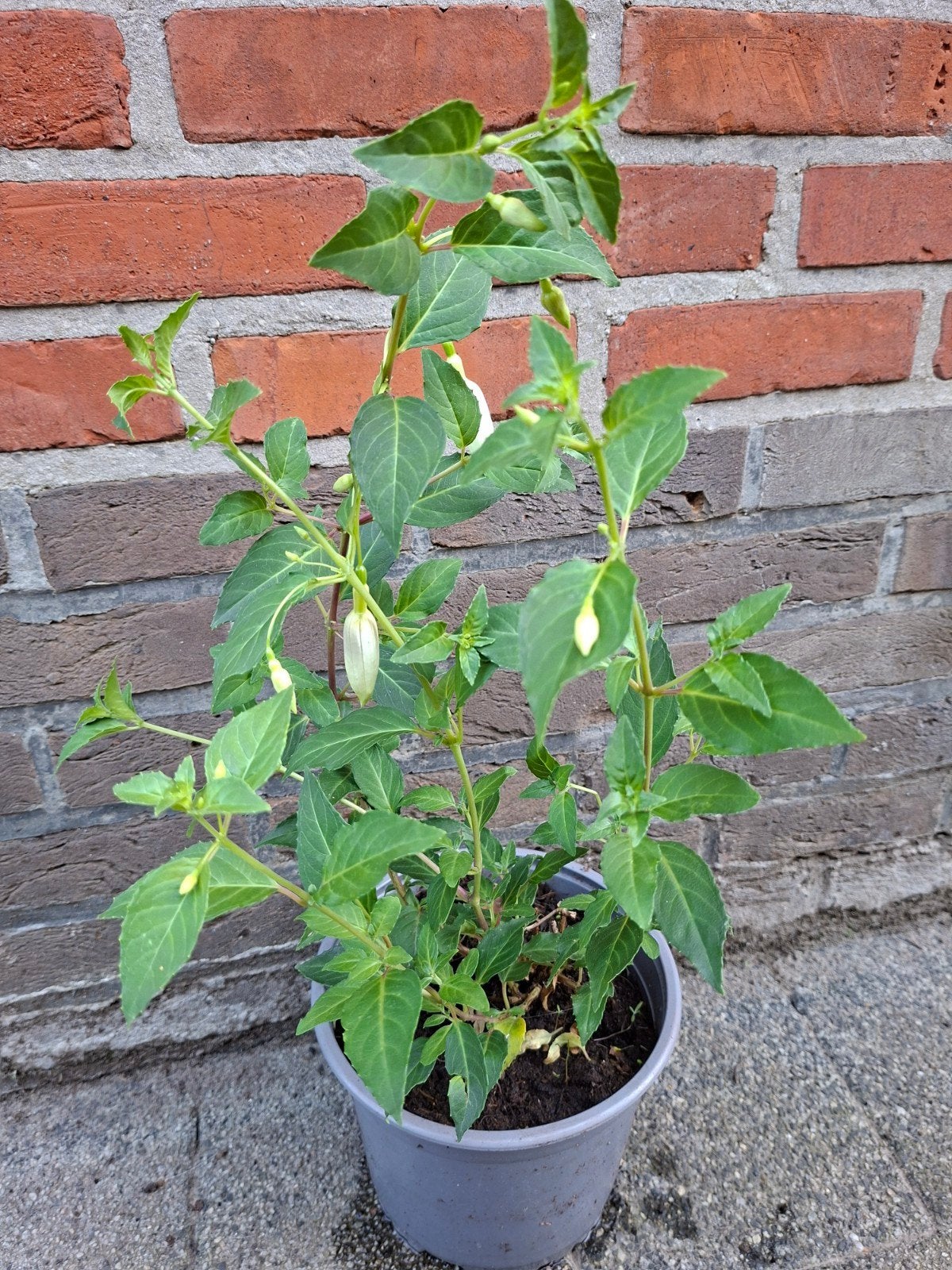 Winterharde fuchsia, Ophalen, Halfschaduw