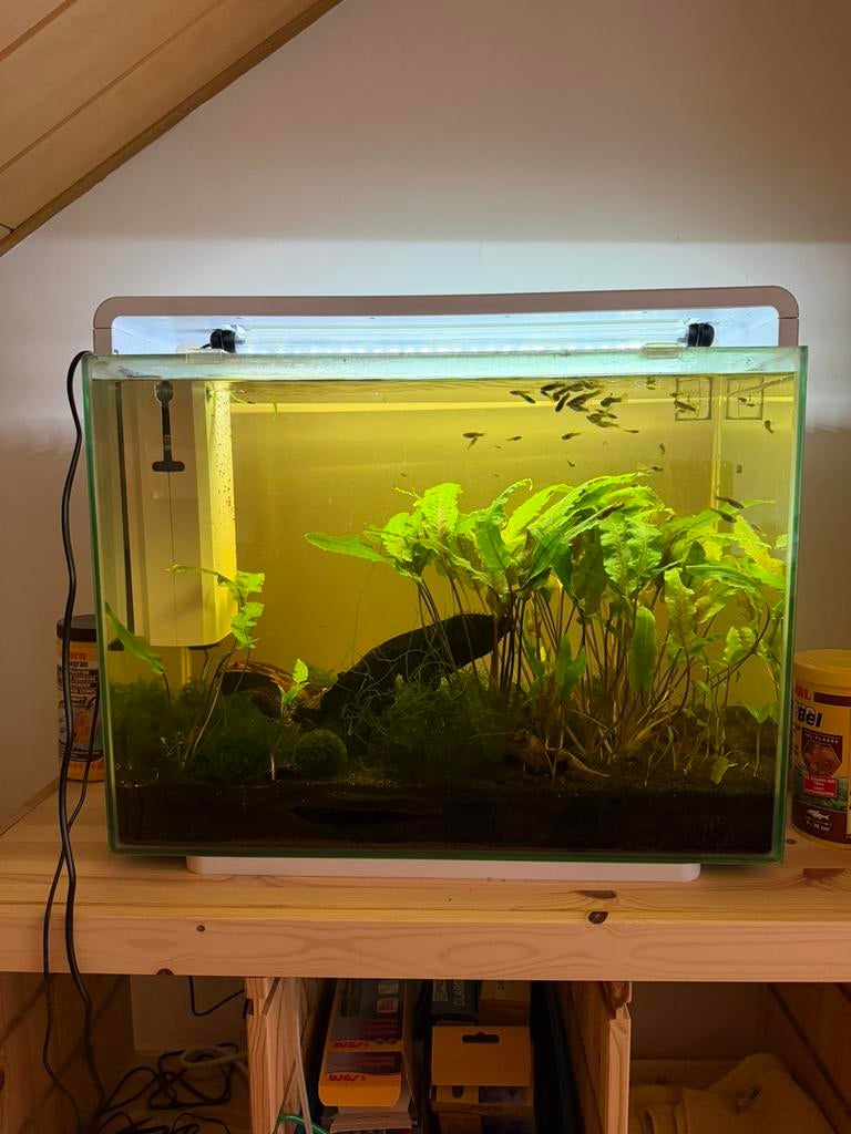 Superfish 80, Ophalen, Gebruikt, Superfish