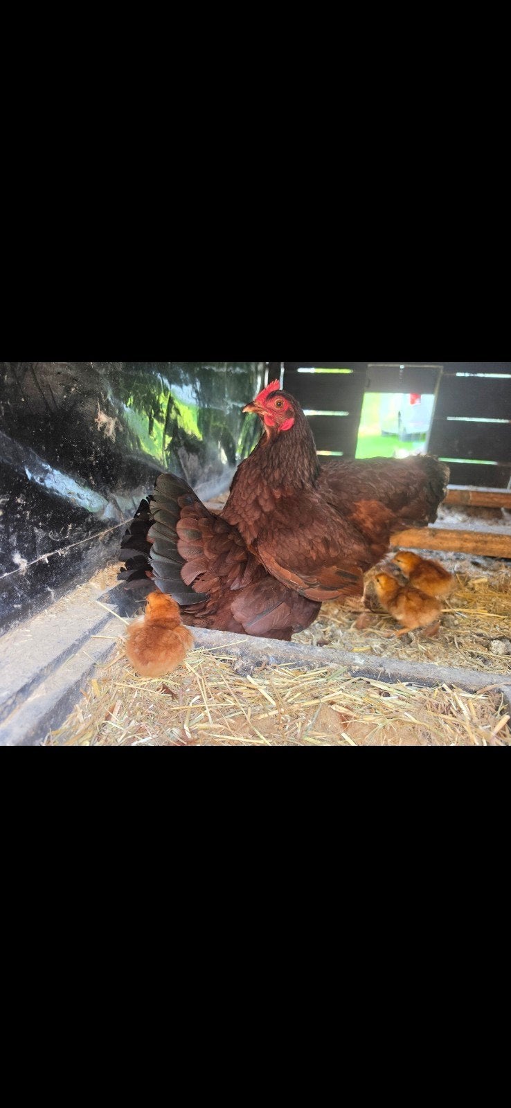 broedeieren Rhode Island Red kriel