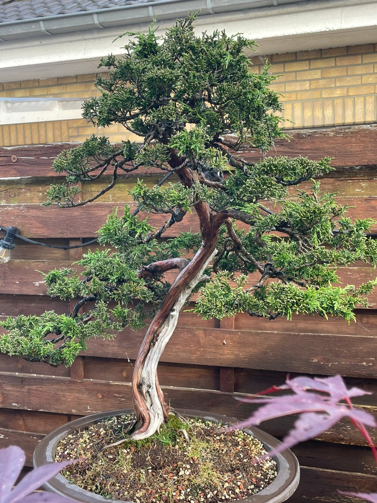 Bonsai juniperus, Enlèvement