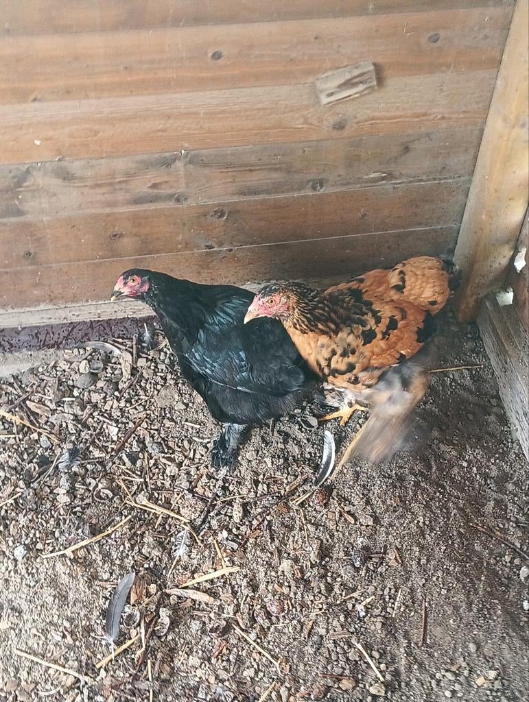Brahma hen 2 stuks