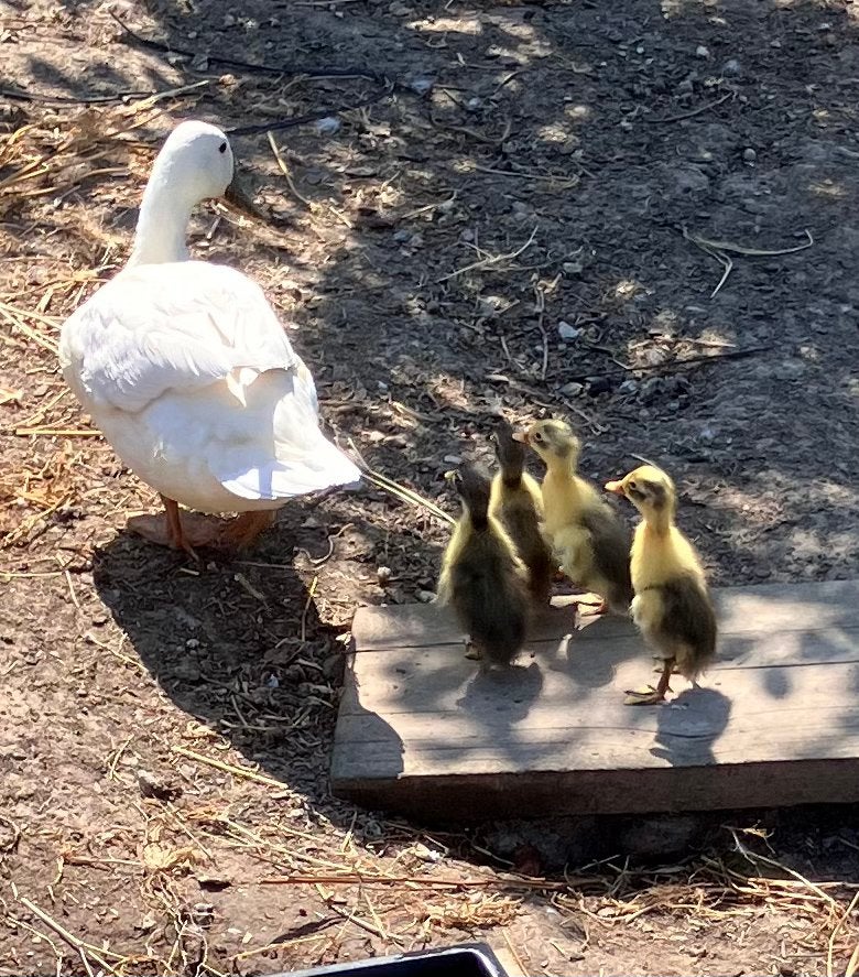 Vier loopeenden, Dieren en Toebehoren