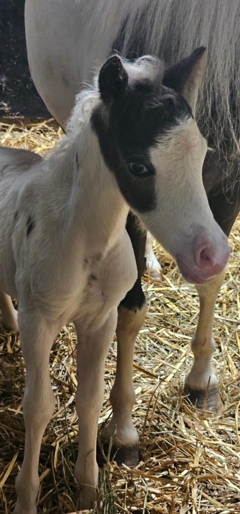 Mini-cheval BMP, Animaux & Accessoires, Chevaux, Étalon, Cheval de récréation, Avec pedigree, 0 à 2 ans