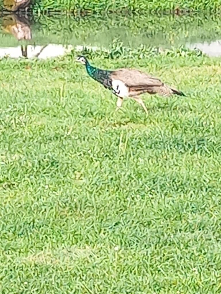 Jonge pauwen (hanen), Dieren en Toebehoren, Juli, Mannelijk