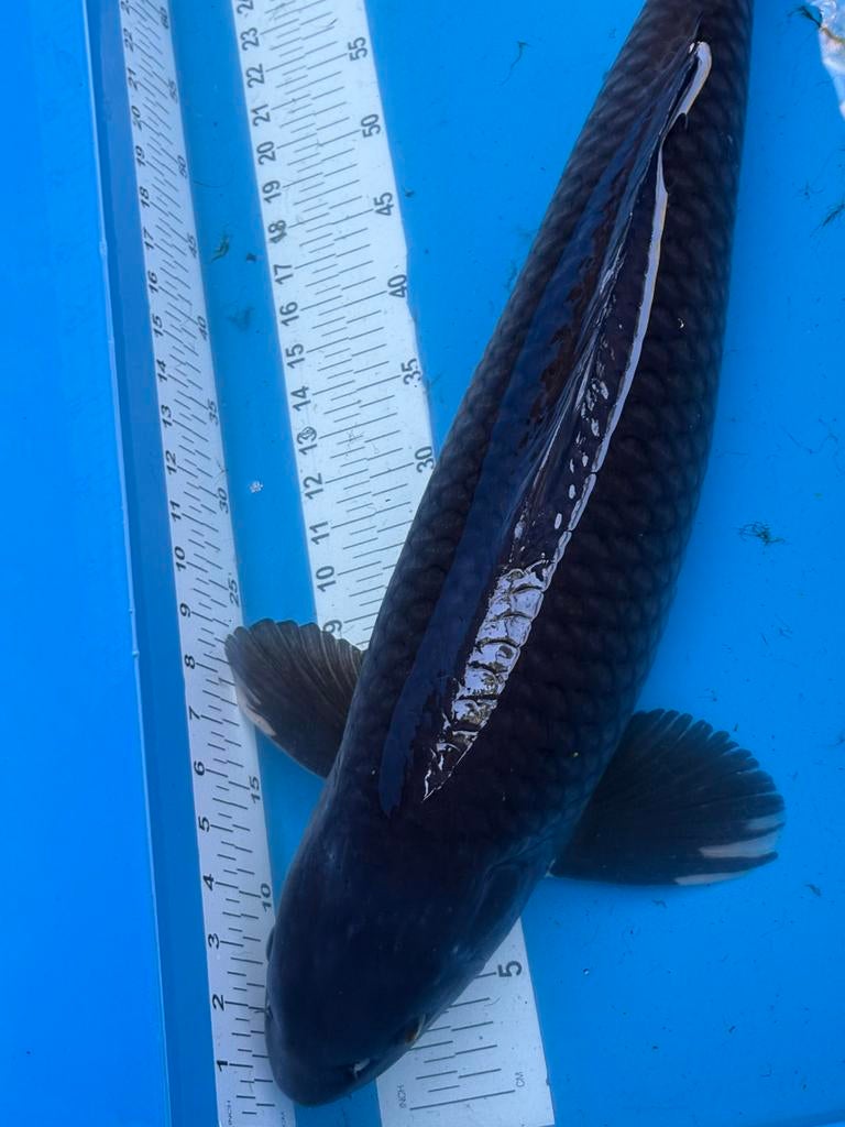 60 cm zwarte koi, Karper of Koi