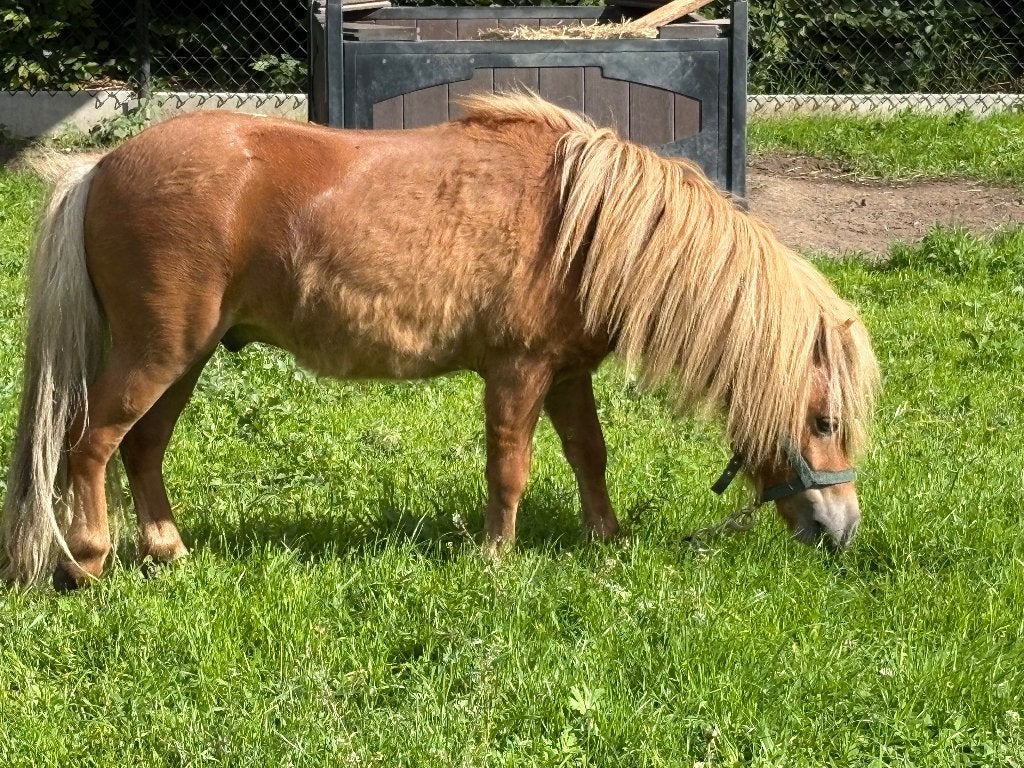 Pony, Dieren en Toebehoren, Hengst, 3 tot 6 jaar