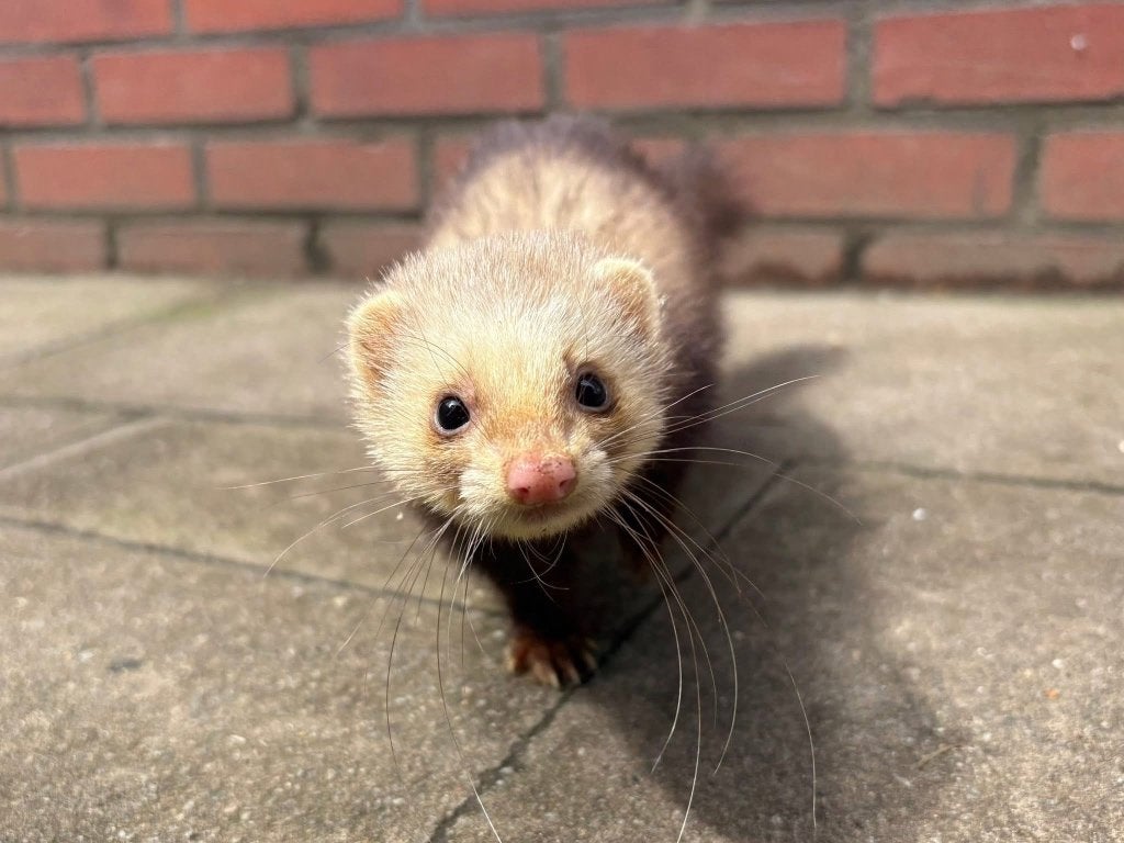 Zeer tam fretje, Dieren en Toebehoren, Fret, Juni, Mannelijk, Tam