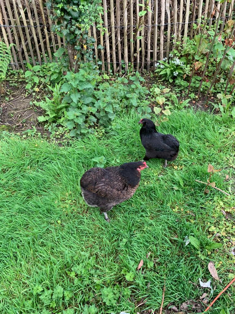 Oeufs fécondés d’Araucana croisé Brahma Isabelle à vendre, Meerdere dieren, Kip