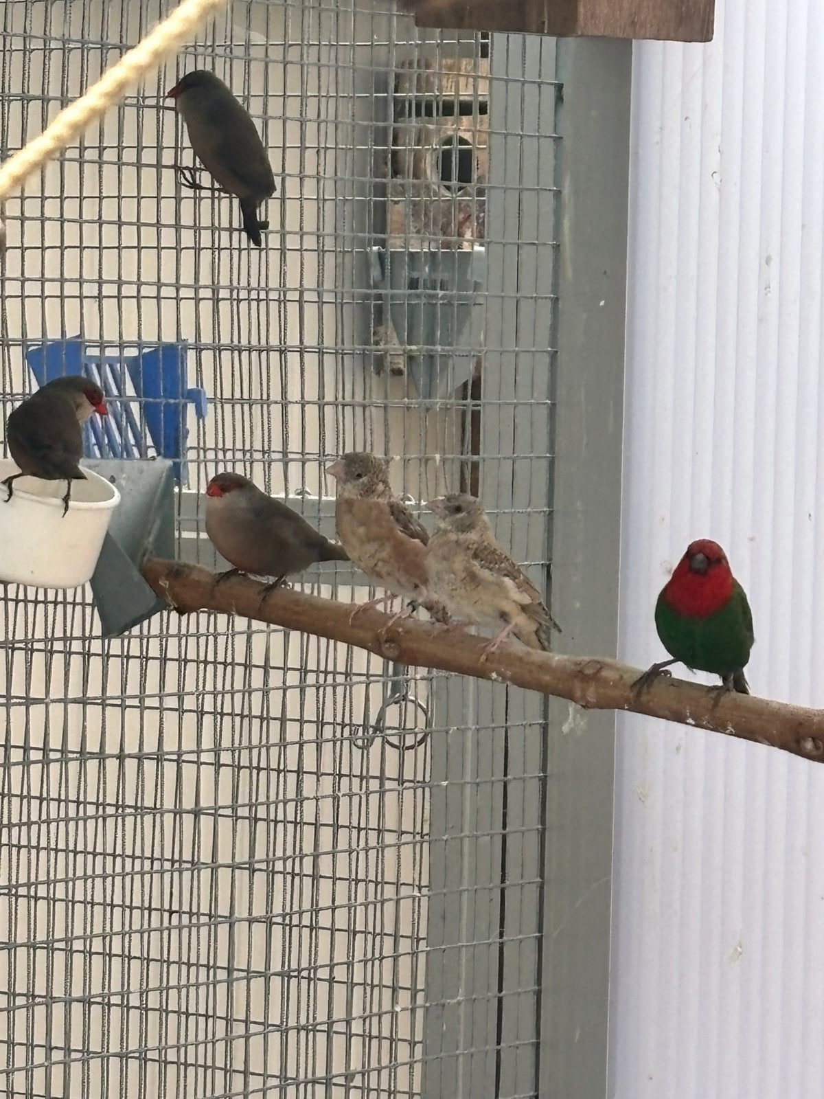 Bandvinken, Dieren en Toebehoren, Vogels | Overige Vogels, Geslacht onbekend, Tropenvogel