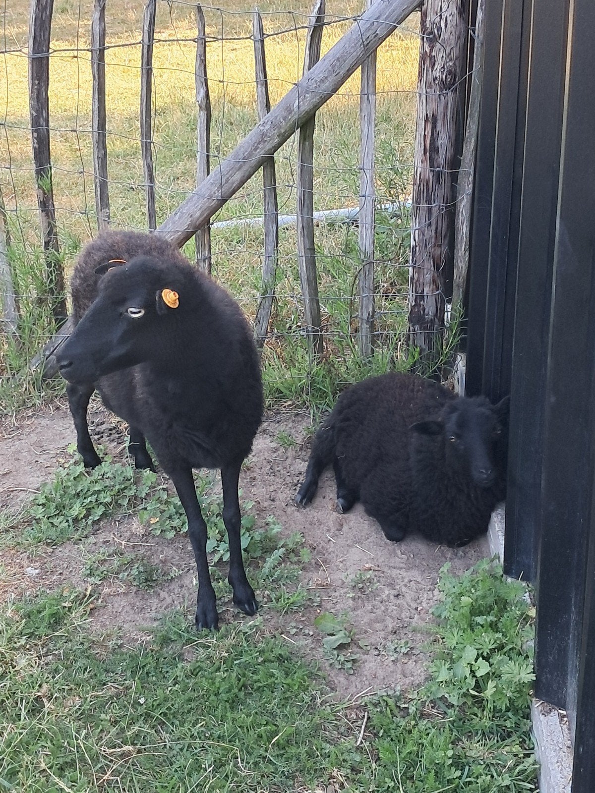 ouessant ooitjes en bokjes, Dieren en Toebehoren, Schapen, Geiten en Varkens