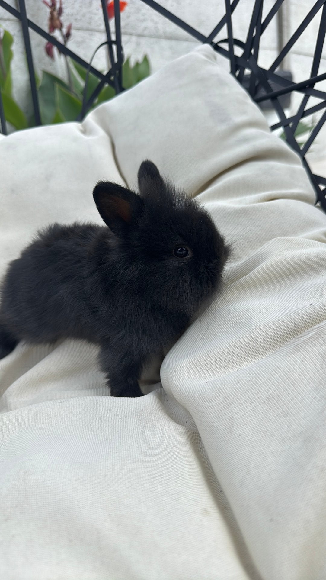 mooi konijn, Dieren en Toebehoren, Konijnen, Mannelijk, Klein, Hangoor, 0 tot 2 jaar