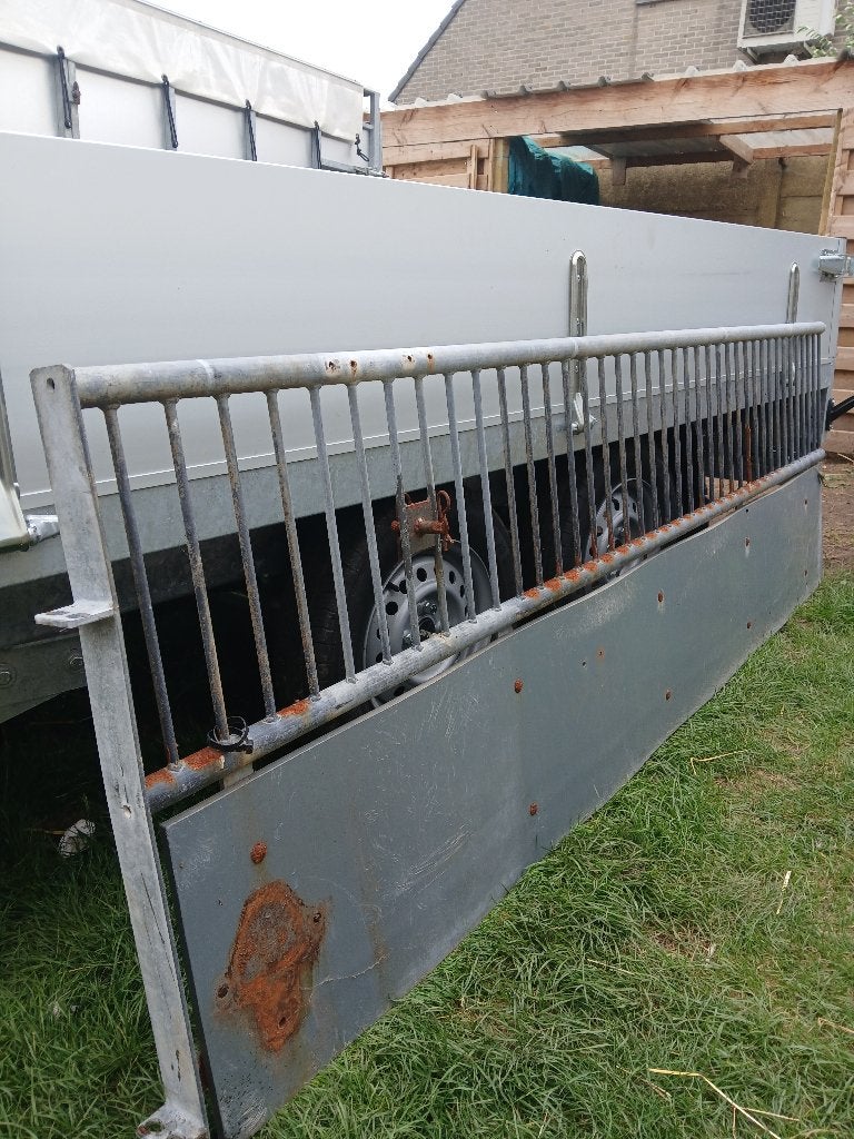 schapen, Schaap
