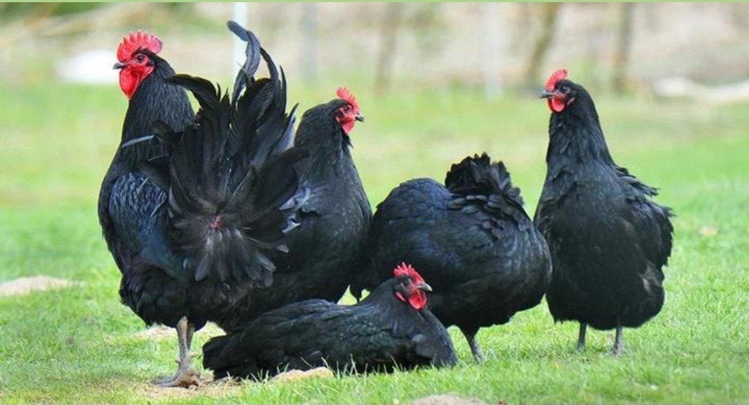 Austrolorp haan en kippen te koop, Dieren en Toebehoren, Pluimvee