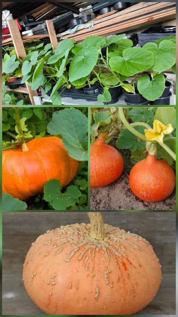 Plantes bio potimarons - potirons - courgettes/Tagètes, Jardin & Terrasse, Enlèvement, Annuelle, Plantes potagères, Plein soleil