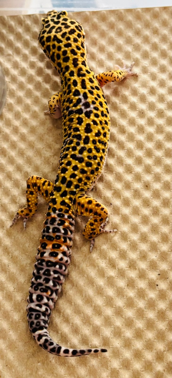 Luipaard gekko, Dieren en Toebehoren, Met terrarium