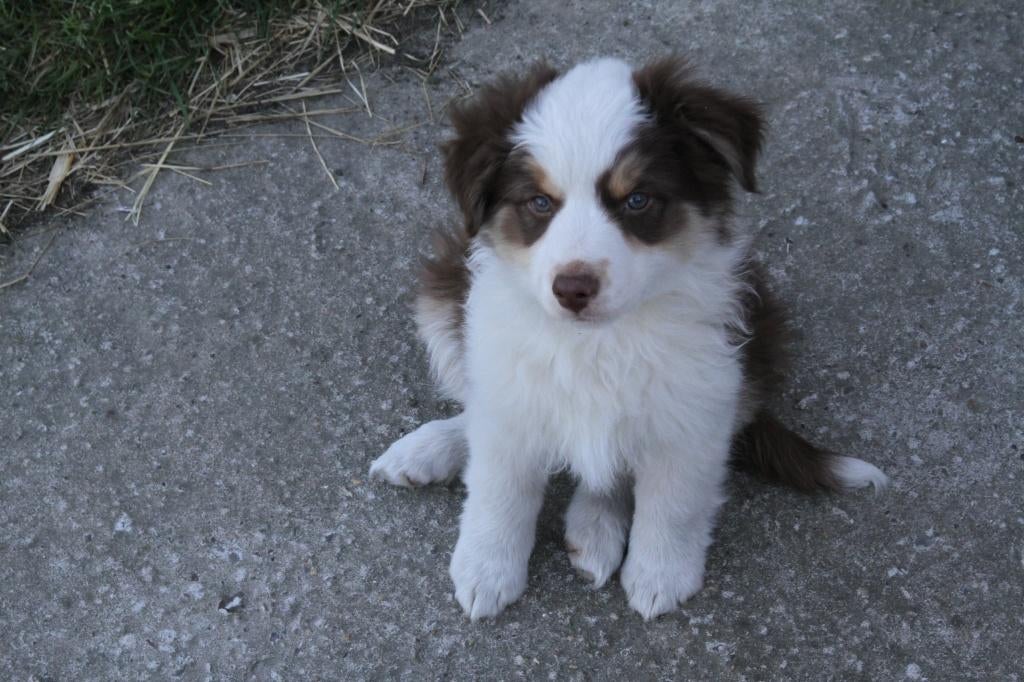 Mini American (Australian) shepherd - mini aussie, Particulier, Belgique, 8 à 15 semaines, Plusieurs