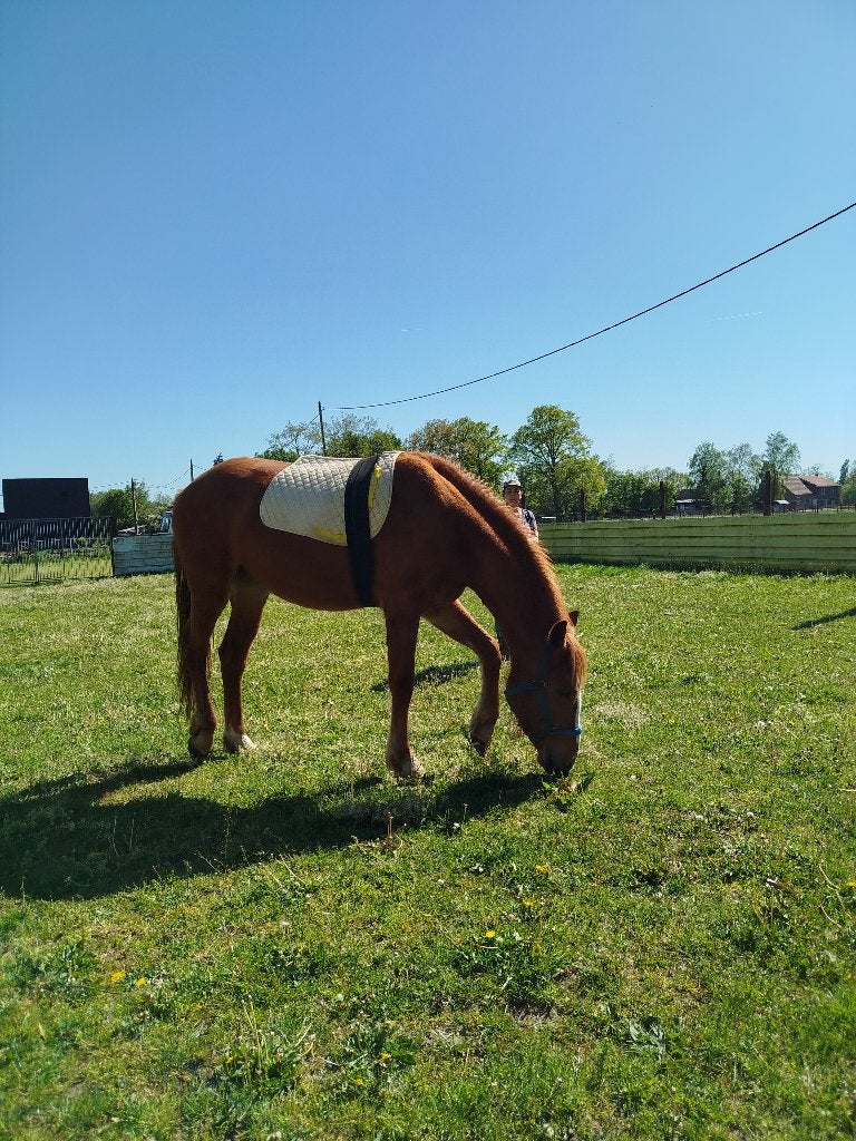 quarter tinker mix merrie, Avec pedigree, Moins de 160 cm, Cheval western, 0 à 2 ans