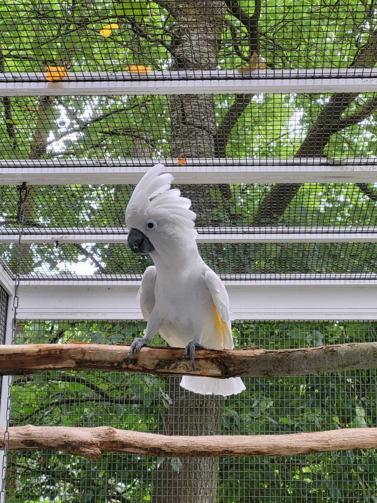 Witkuifkaketoe man, Dieren en Toebehoren, Vogels | Parkieten en Papegaaien