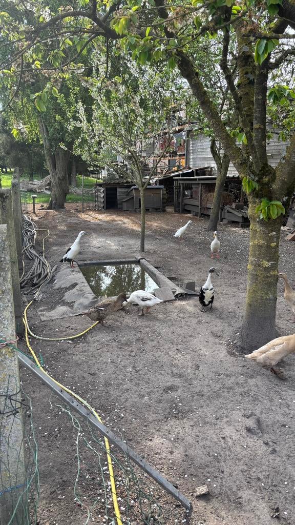 Broedeieren indische loopeenden, Dieren en Toebehoren, Pluimvee