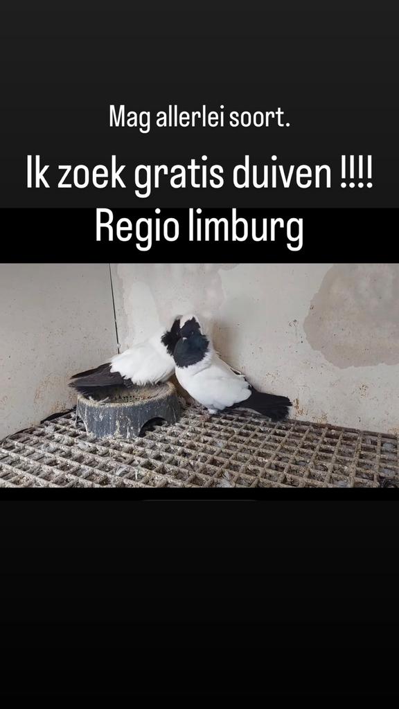 Ik zoek gratis duiven of goeie prijsje