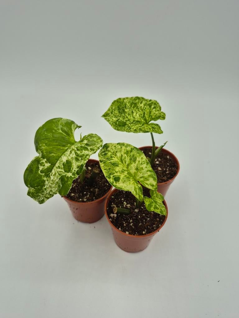 Mojito au syngonium, Enlèvement ou Envoi