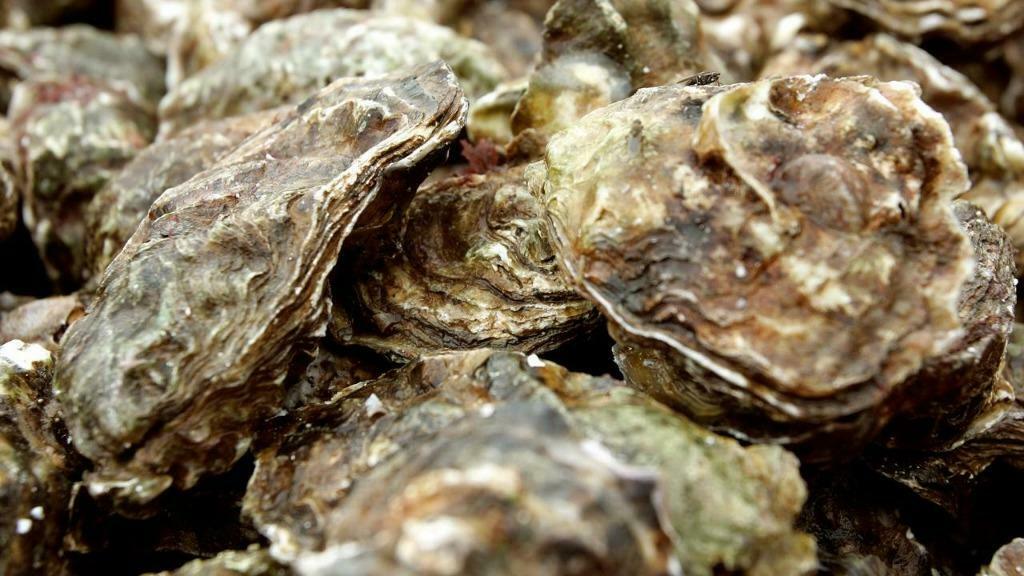 Oesterschelpen, Ophalen of Verzenden, Zo goed als nieuw